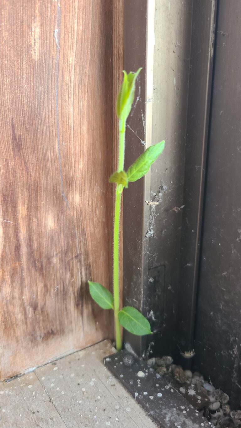 家　床　植物