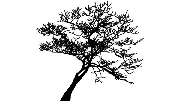 オリジナル　背景　イラスト　素材　シルエット　樹木